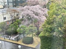 花散らしの雨