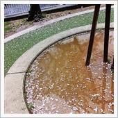 花散らしの雨