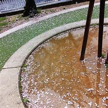 花散らしの雨