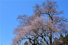 どこの桜を見に行く？