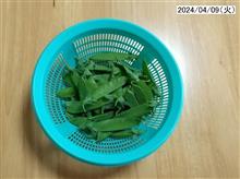 『赤花絹さや』 収穫 第八弾