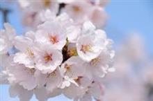 桜に想う