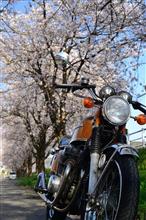 桜が咲きました
