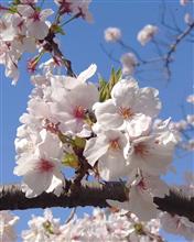 桜の散り際 桜の散り際