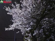 すぐ洗車! 花びらを洗い流して! すぐ洗車! 花びらを洗い流して!