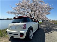 MINIと桜２０２４