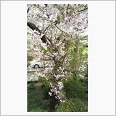 ｻｲｰﾀﾏの桜 2024/0 ...