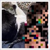 猫枕