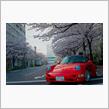 ソメイヨシノ満開　～ Weekday Drive！