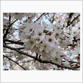 今年最後の桜を観に行ってきた