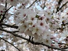 今年最後の桜を観に行ってきた