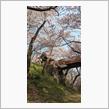 今日は高遠の桜