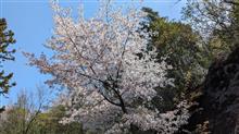 ハイキングと山桜