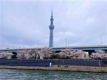 お花見屋形船！
