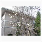 今年も春を告げる花が咲きました