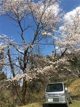 アクティトラックと桜