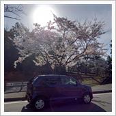 桜は見ごろ