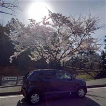 桜は見ごろ