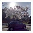 桜は見ごろ