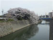 春の町内散策