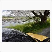 お気に入りの桜堤