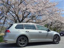 さよなら桜