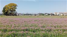 レンゲ畑を見つける