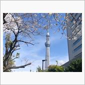 東京のサクラを見て来たよ