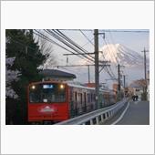 今年のさくさんぽ