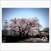 桜咲く
