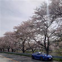 SAKURA DRIVE 2024🌸