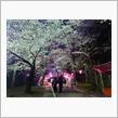【夜桜見物】・・・。