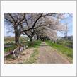 見沼の桜だより－その5