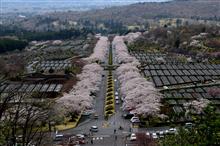 東の桜🌸を観てきました（速報）