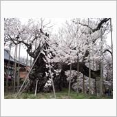 山梨の山高神代桜