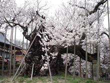 山梨の山高神代桜