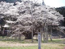 岐阜の根尾谷淡墨桜