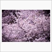 桜2024　※一部グロ注意