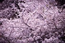 桜2024　※一部グロ注意