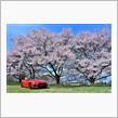桜ドライブ～北杜・伊那～