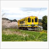 旬のタケノコ求めて大多喜・・ ...