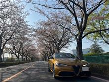 早朝お花見ドライブ　20240414