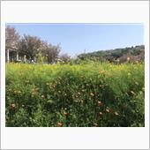 ポピー　菜の花　ギリギリで桜