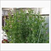 『赤花絹さや』 最後の収穫  ...