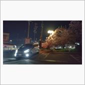 夜桜渋滞
