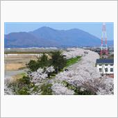 新潟、大河津分水の桜並木