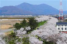 新潟、大河津分水の桜並木