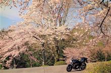 富士霊園から山梨フルーツラインの桜🌸ツーリング