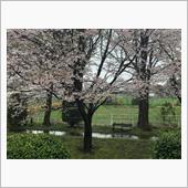 姪が小学校に入学したよ