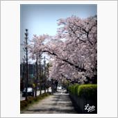 ちょっとした桜トンネル